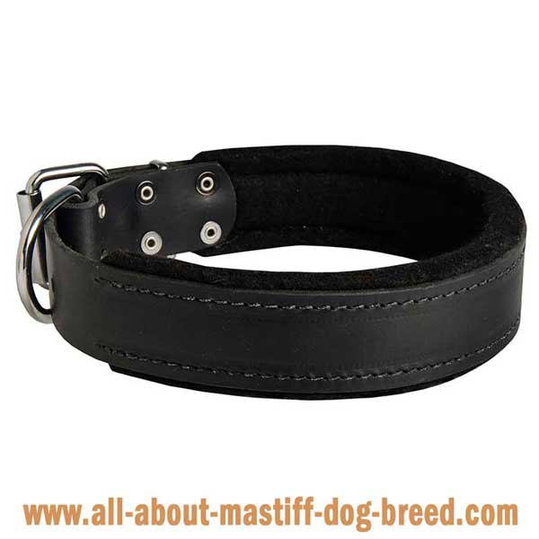 Comfortable Alpine Mastiff collar with stitching