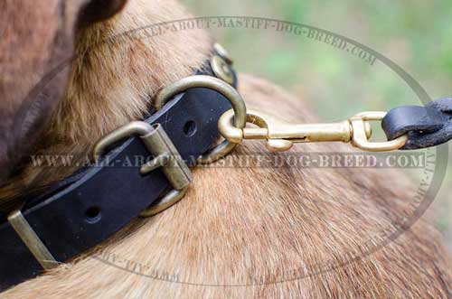 Cane Corso Buckled Leather Collar with Strong Fittings