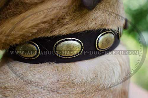 Cane Corso Decorated Leather Collar Dog Walking
