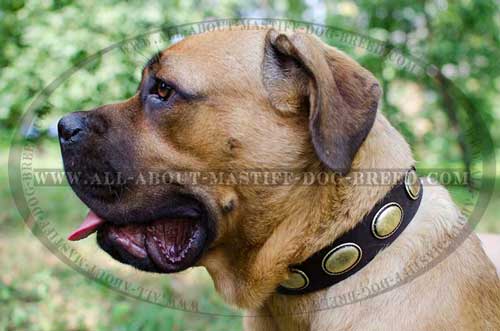 Cane Corso Decorated Leather Collar Safe