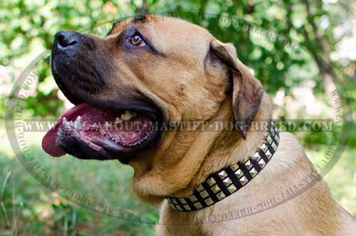 Cane Corso Leather Collar Nickel Plated Pyramids