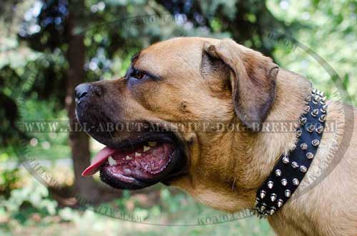 Cane Corso Leather Collar with Nickel Plated Fittings