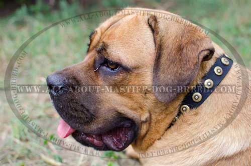 Cane Corso Studded Leather Collar Decorated with Unusual Design Circles