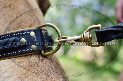 Cane Corso reliable leather collar with brass hardware 