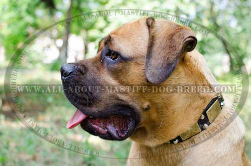 Leather Cane Corso collar for comfortable walking