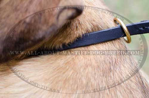 Tear proof Cane Corso leather collar