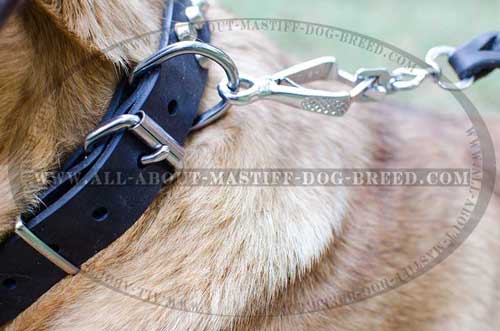 Comfortable buckled leather collar for Cane Corso
