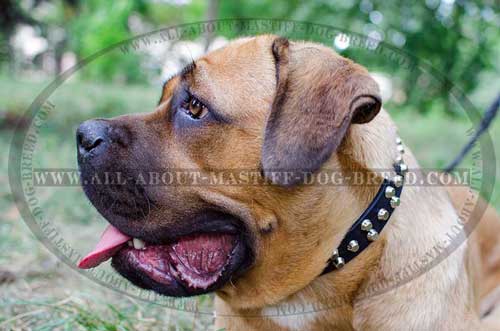 Cane Corso leather collar with hand set studs