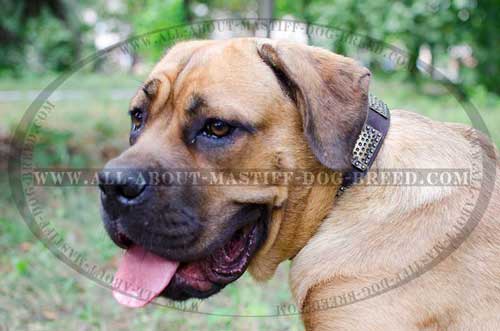  Cane Corso leather collar for walking and training