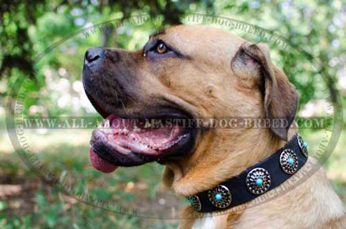 Breathtaking Cane Corso leather dog collar decorated with round studs