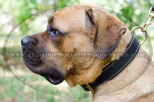 Super soft Cane Corso walking leather collar with Nappa padding