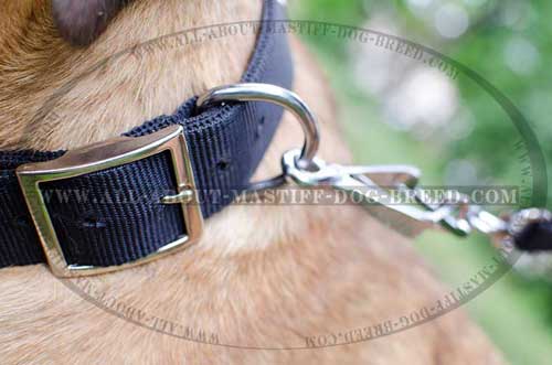 Cane Corso nylon collar with stainless buckle and D-ring