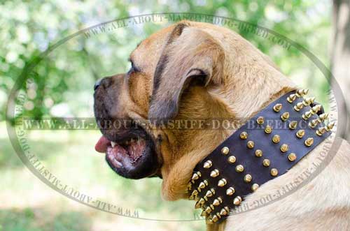 Spiked Cane Corso leather collar for fashionable walking