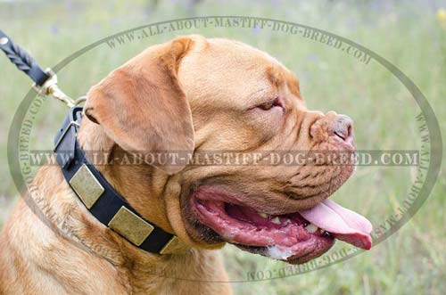 Magnificent leather collar for Dogue-de-Bordeaux with plates