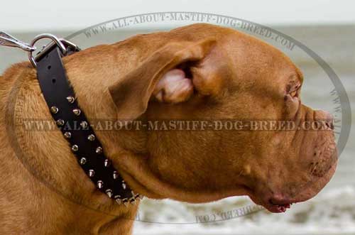Dogue de Bordeaux Spiked Leather Dog Collar Decorated with Nickel Spikes