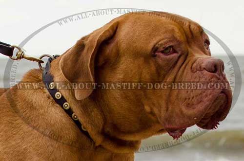 Dogue de Bordeaux Studded Leather Collar with Brass Hardware and Doted Circles