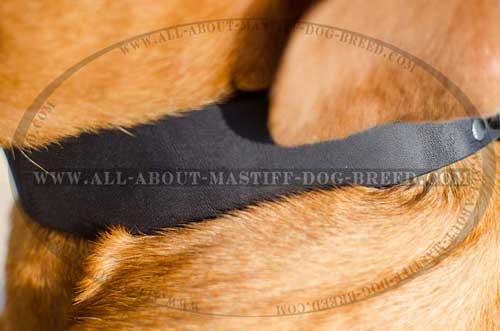 Non-stretching leather collar for Dogue-de-Bordeaux
