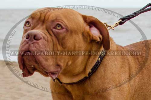 Dogue de Bordeaux super strong and tear-proof leather collar