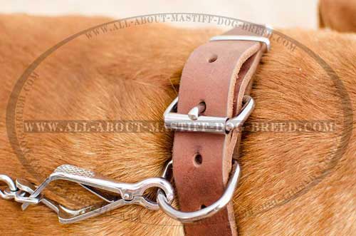 Reliable Dogue de Bordeaux leather collar