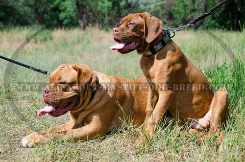 Multifunctional leather collar with decorations for Dogue-de-Bordeaux