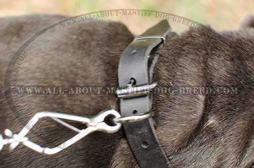 Strong leather dog collar with stainless buckle and D-ring