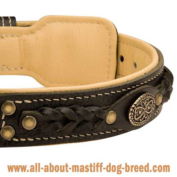French Mastiff Dog Collar Hand Stitched with White Strong Thread