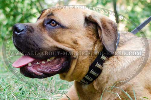Cane Corso Leather Collar for Everyday Walking in Style