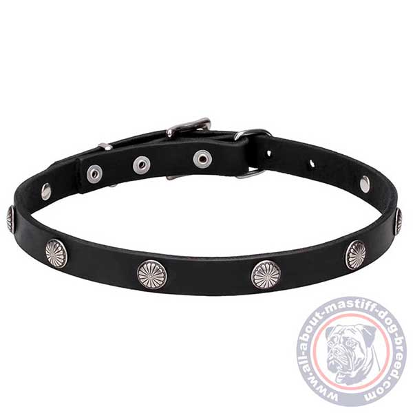 Studded leather dog collar for walking