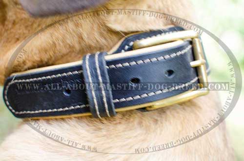 Durable leather dog collar equipped with brass hardware