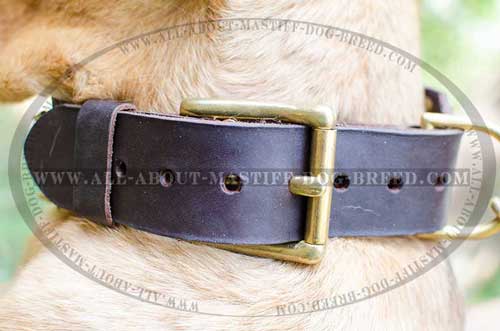 Reliable leather dog collar with stainless buckle