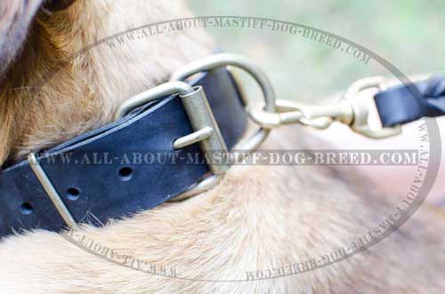 Strong leather dog collar equipped with sturdy fittings