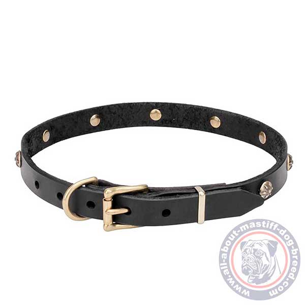 Leather dog collar with golden-like fittings