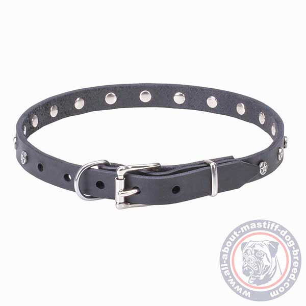 Leather dog collar with nickel plated hardware