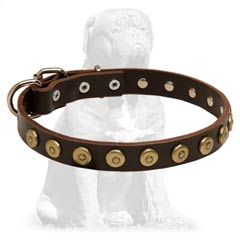 Mastiff Studded Leather Dog Collar with Brass Buckle and D-ring