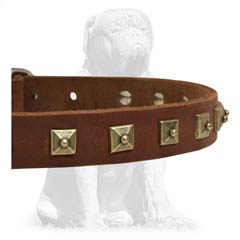 Safe Mastiff collar decorated with goldish studs 