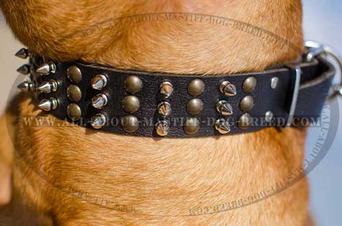 Adjustable leather Mastiff collar