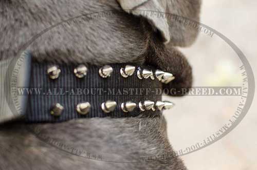 Non-stretching nylon Mastiff collar