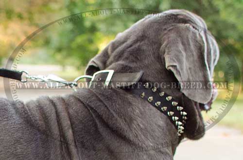 Mastiff nylon collar for rainy and sunny days