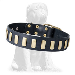 Buckled leather Mastiff collar