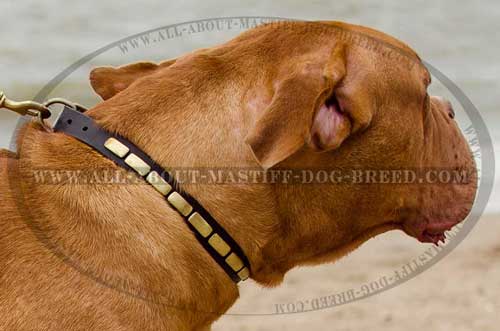 Comfortable leather Mastiff collar