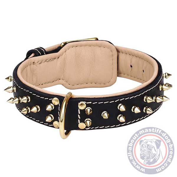 Nappa padded Mastiff collar with brass D-ring 