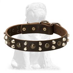 Mastiff leather collar with non-rusting adornments