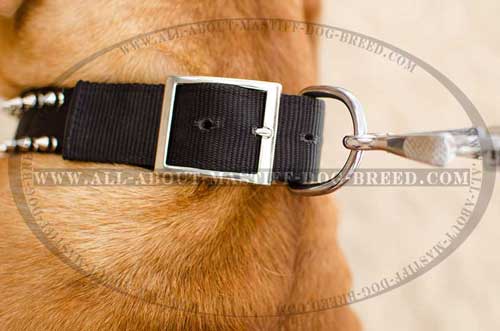 Comfortable buckled nylon collar