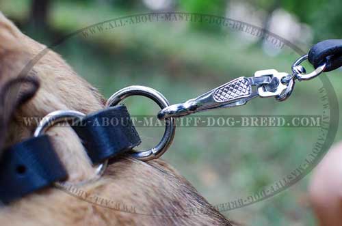 Unbreakable nickel plated Mastiff collar