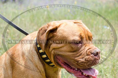 Reliable Mastiff collar with riveted plates