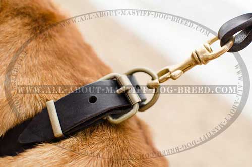 Mastiff leather collar with strong D-ring