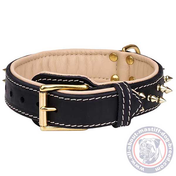 Mastiff leather collar with brass plated hardware