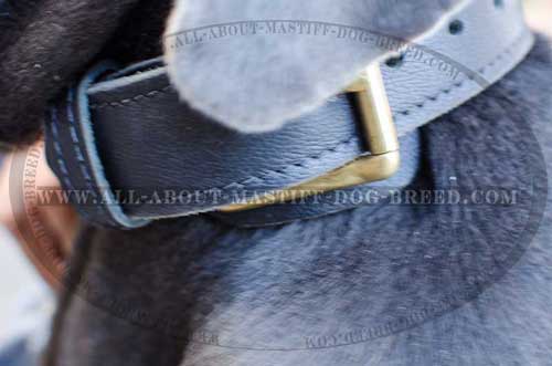 Mastino Napoletano Leather Collar with Brass Buckle