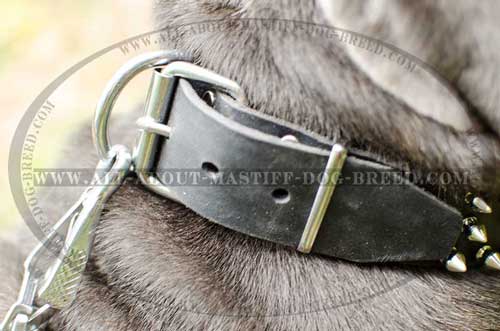 Mastino Napoletano Leather Collar with Nickel Plated Buckle