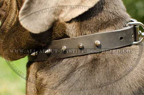 Mastino Napoletano buckled leather collar with D-ring